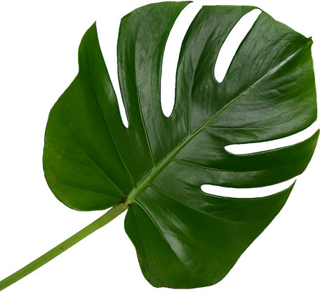 Stem of Monstera Leaves